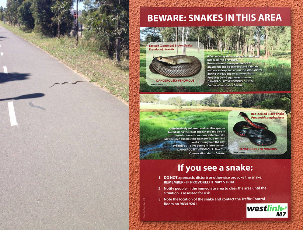 A brown snake on the path, plus warning signs